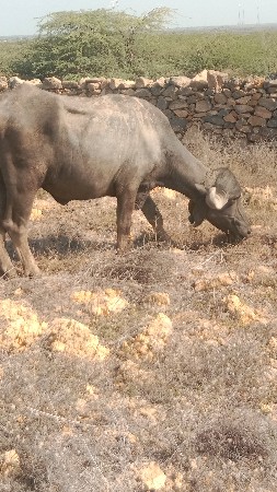 પેલું વેતર ખડેલી વેચવાની છે