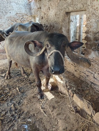 બે મહિનામાં વયા જશે