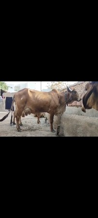 ગાય વેચવાની છે