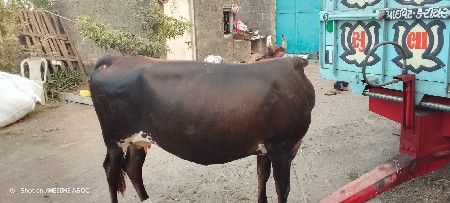 ગાય વેચવાની છે