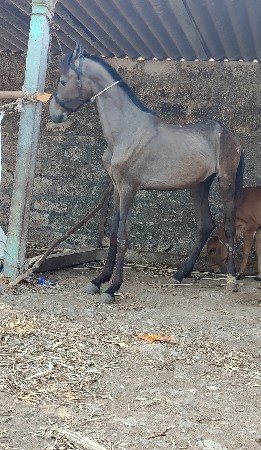 વછેરો