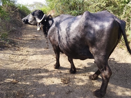 ત્રીજું.વેતર.20.દીવછની.કાચી