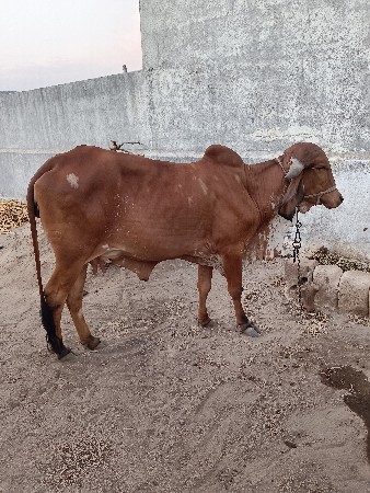 પેલેવેતર ગાય