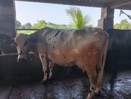 ગાય વેચવાની છે