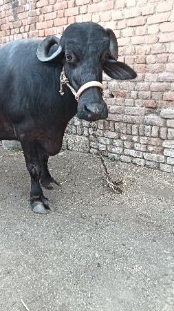 વેચવાની છે