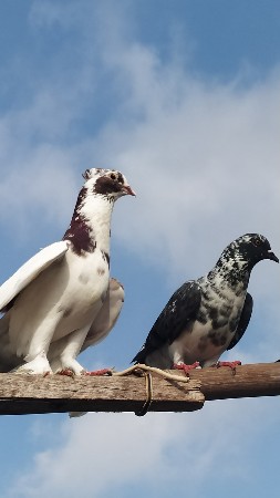 વેચવાના છે ભાઈ