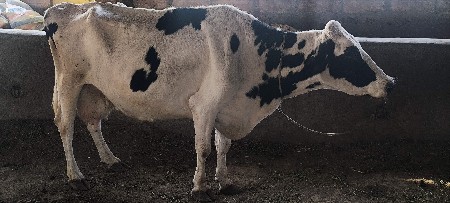 આ ગાયના શાતામાં કોઈપણ વસ્તુ લેવાની
