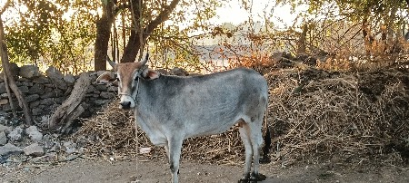 ગાય વેચવાની છે