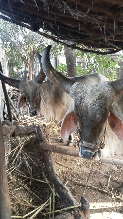 બળદ વેશવાના છે.