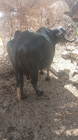 ભેંસ વેચવાની છે