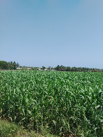 દેશી જુવાર નો ચારો