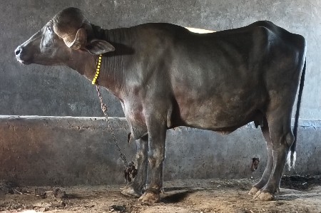 ખળેલી વેચવાની છે
