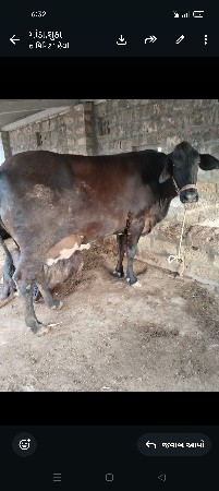 ગાય વેચવાની છે