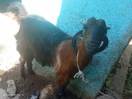 બકરી અને પાઠ વેચવાની