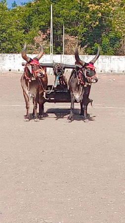 પ્રીતિ ધર્મા બરફ છે ફુલ જવાબ