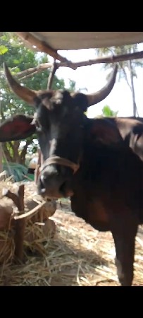 ગાય વેચવા ની છે