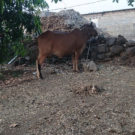 મફત ગાય આપવાની છે