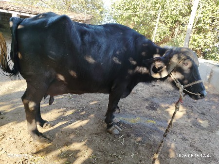 ભેંસ વેચવાની છે