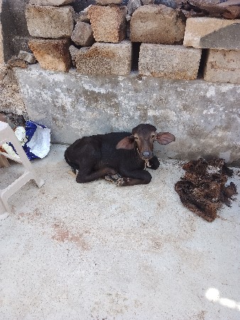 ભેંસ વેચવાની છે  15 દિવની