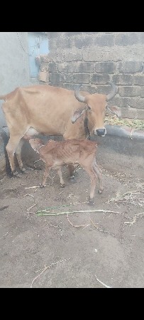 ક્રોસ હોડકી વેચવાની છે