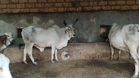 કાંકરેજ ગાય વેચવાની છે