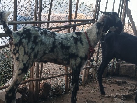 પાઠડી