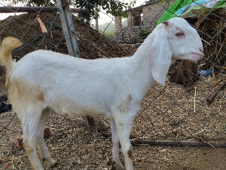 હૈદરાબાદી સોજત