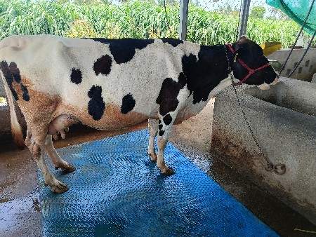 એસ એફ ગાય વેસવાની છે