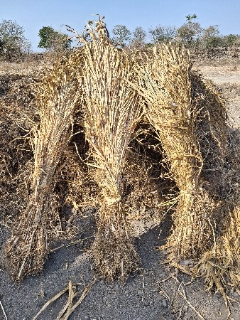 નીણ વેચવાની છે.