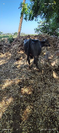 વેસવાની સે