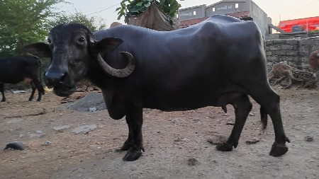 ભેસ 10મહીના ની ઘાભણી