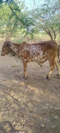 વેચવાનો