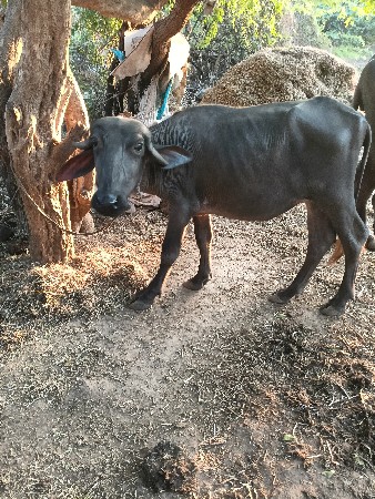 બે પાડી વેસવાની છે
