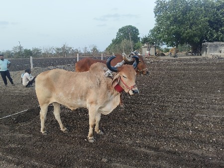 બળદ વેચવાના છે