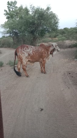 ગાય વેચવા ની છે