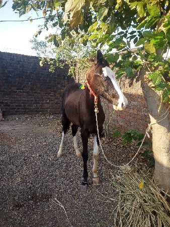 વસેરો વેચવાનો છે