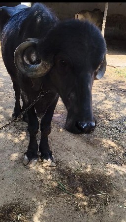 2 દાતે સે જાફરાબાદ ઓરીજનલ