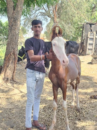વશેરો વેચવાનો સે