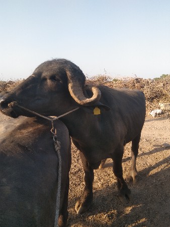 પાડો વેચવાનો છે બધી જવાબદારી