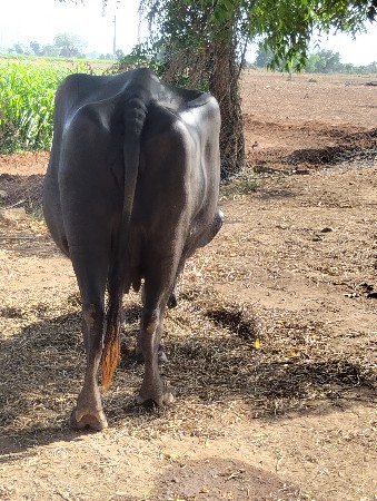 ભેશ વેસવાનીછે