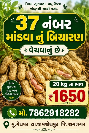 37 નબર માંડવો