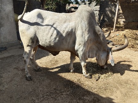 બળદ વેચવાનો છે