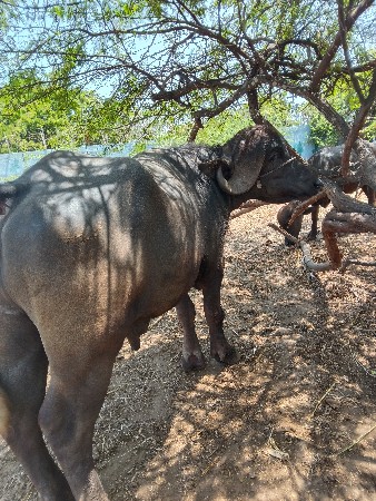 પાડો વેચવાનો છે