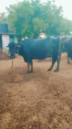ભેંસ વેચવાની છે