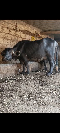 ભેંસ વેચવાની છે