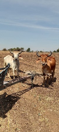 2 વેચાવ સે