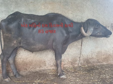 બે ખડેલી વેચવાની છે