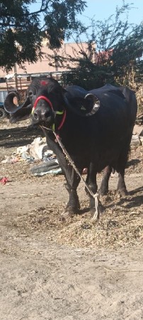 ભેંસ વેચવાની છે