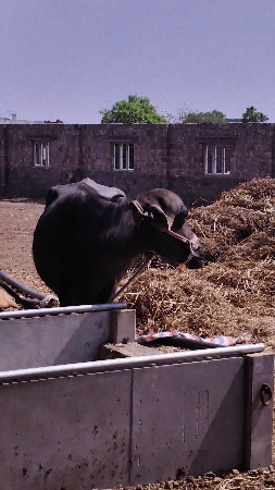 ભેસ વેચવા ની છે