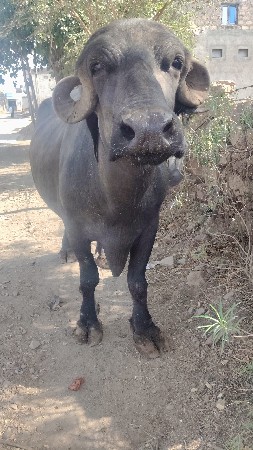ભેંસ